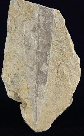 Quercus rhenana (KRAUSEL & WEYLAND 1950) - Bild © FossNet FossilienStore